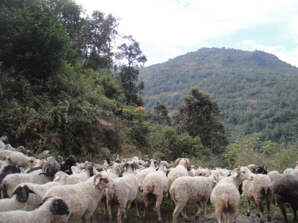 the-road-to-tawang the road to tawang