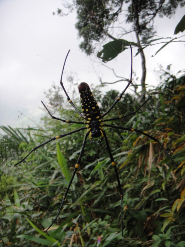 the wettest place on earth