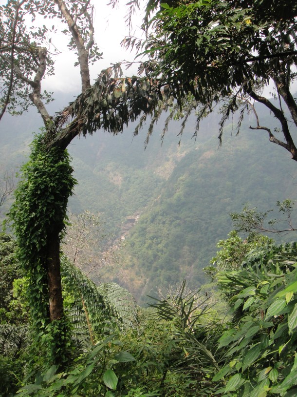 the wettest place on the planet