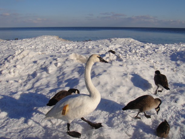 mississauga-lake-ontario mississauga-lake-ontario