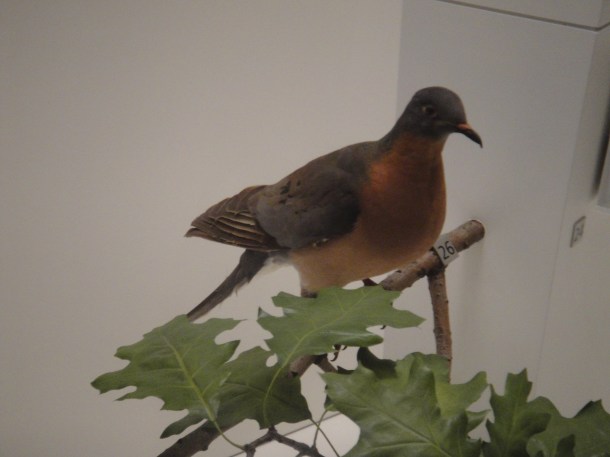 passenger-pigeon passenger pigeon