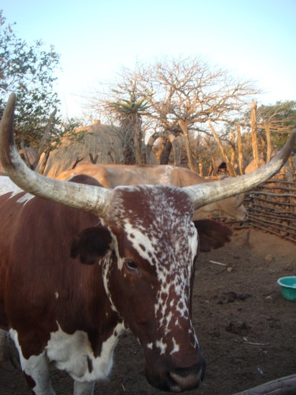 cattle-zululand