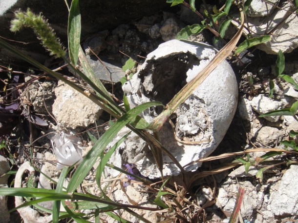 port-au-prince cemetery