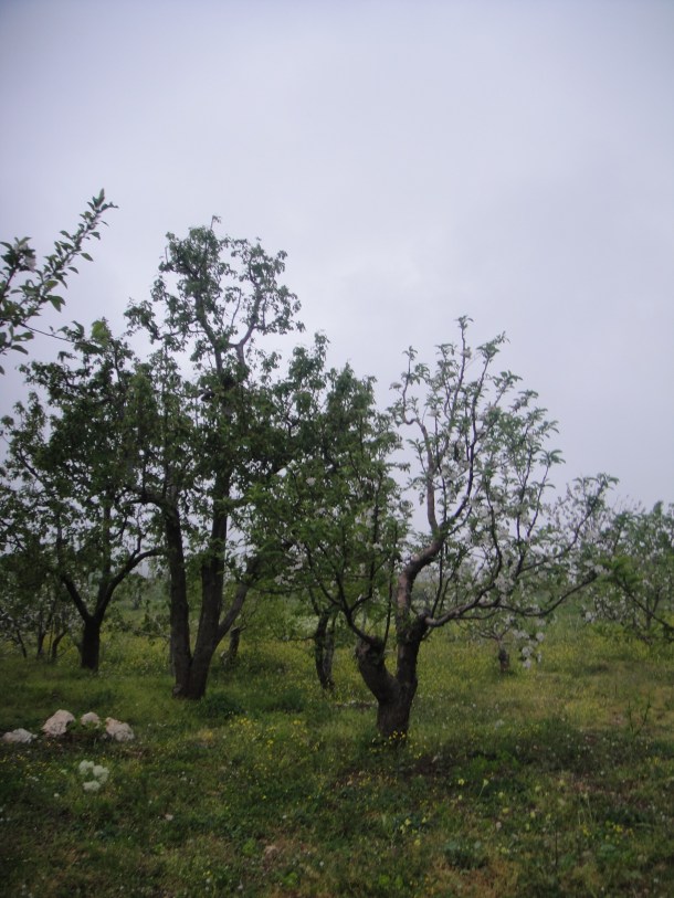 lebanon-apples lebanon apples