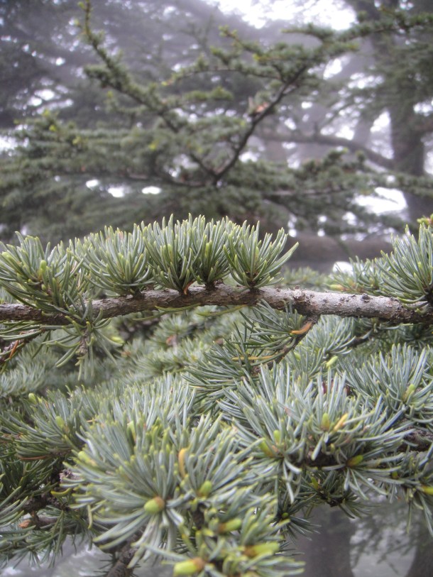 lebanon cedars