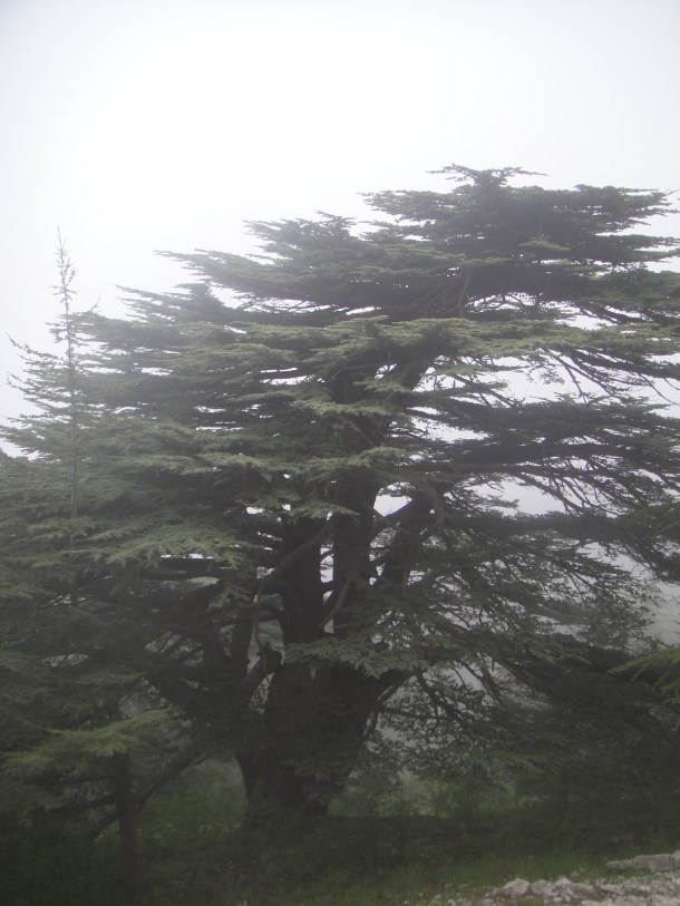 lebanon cedars