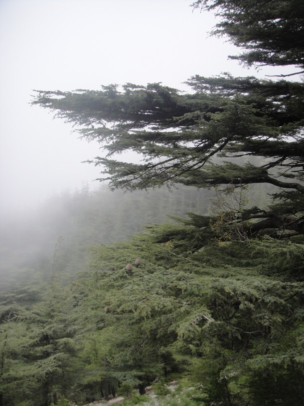 lebanon cedars