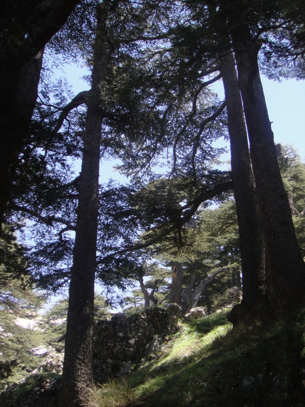 lebanon cedars