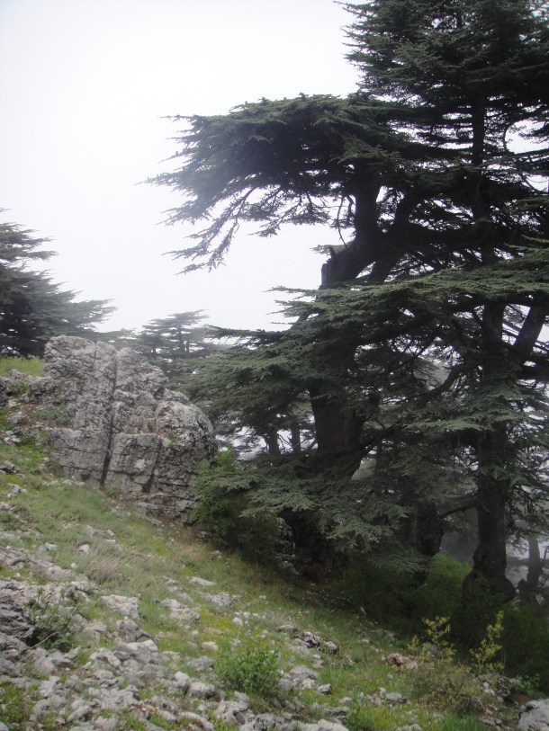 lebanon cedars