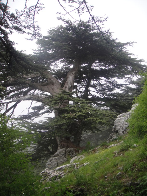 lebanon cedars