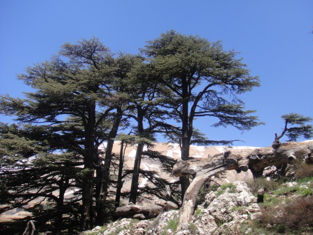 lebanon cedars