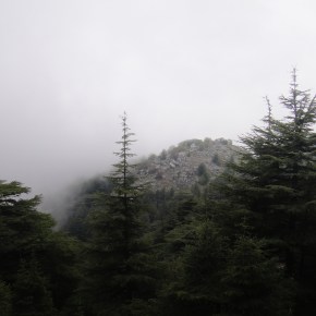 The Cedar Forests Of&nbsp;Lebanon