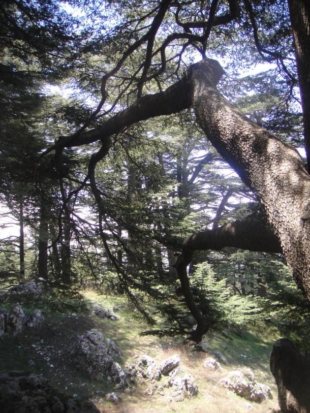 lebanon cedars