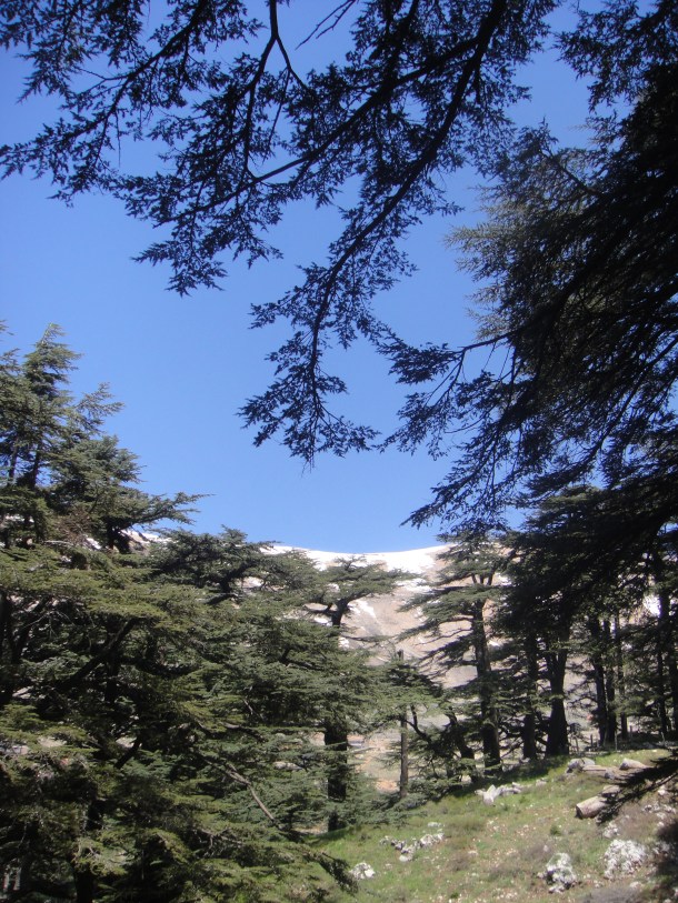 lebanon cedars
