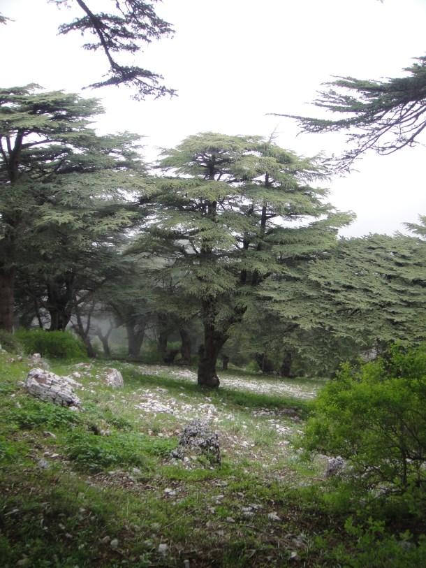 lebanon cedars