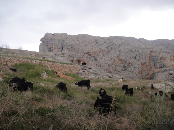 goats in syrian countryside