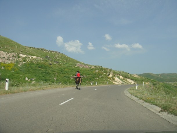 armenia horse
