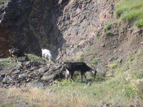 nagorno-karabakh goats