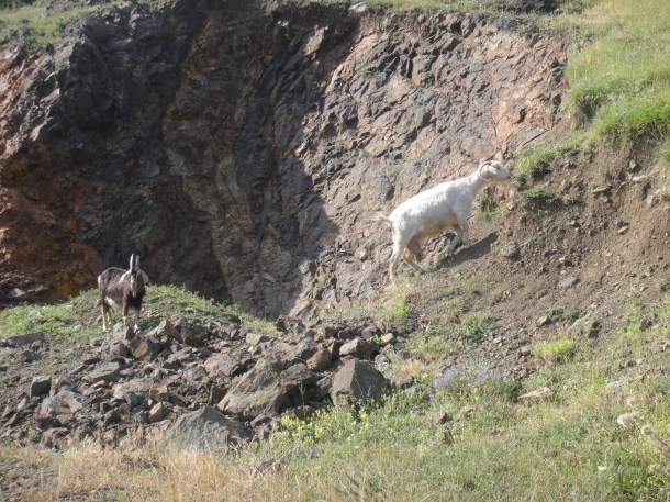 nagorno-karabakh goats