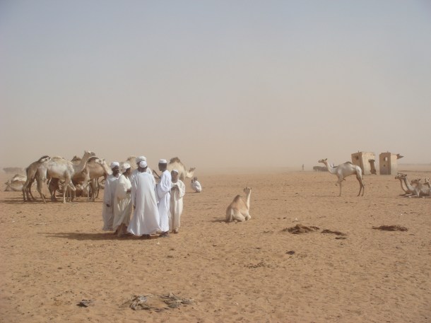 camel-market 