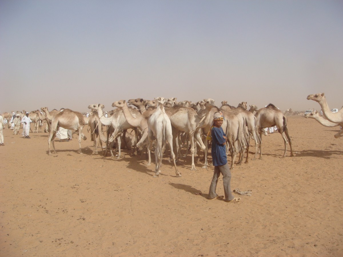 camel-market-in-omdurman