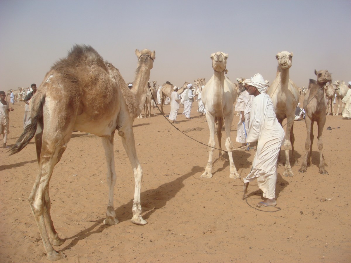 camel-market-in-sudan