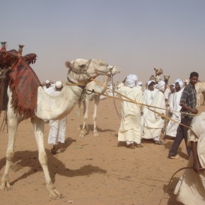 Sudan’s Omdurman Camel&nbsp;Market