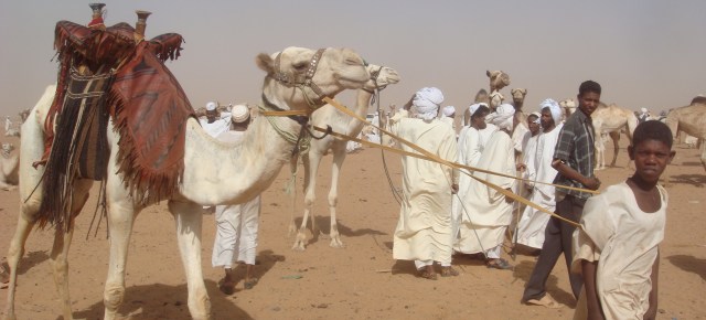 camel-market-omdurman