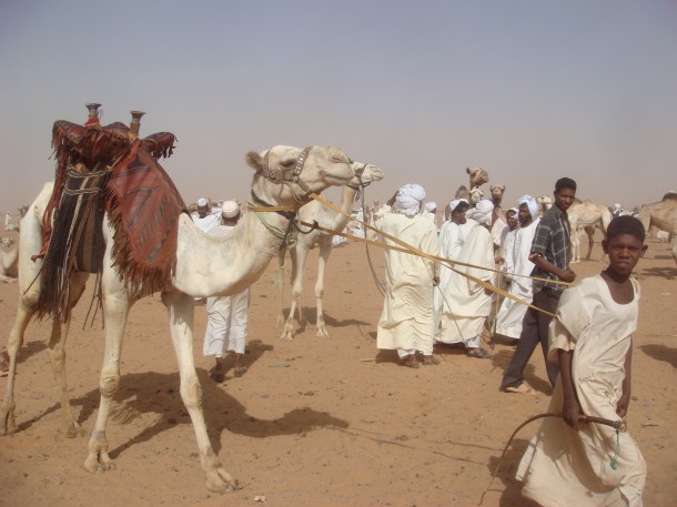 camel-market-omdurman 