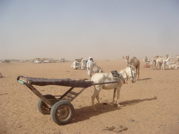 camel-market-omdurman-sudan