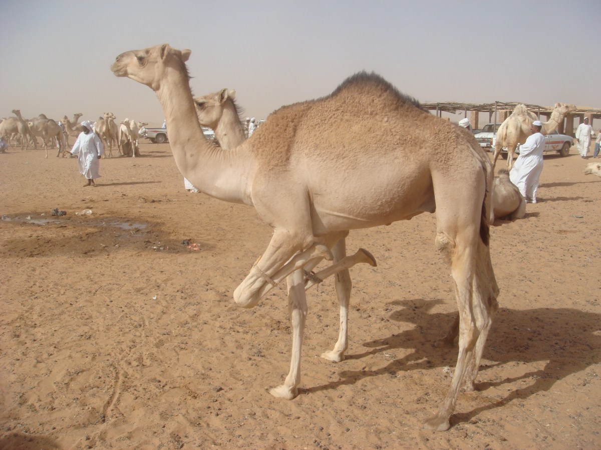 camel-market-omdurman