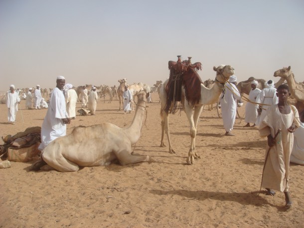 camel-market-sudan