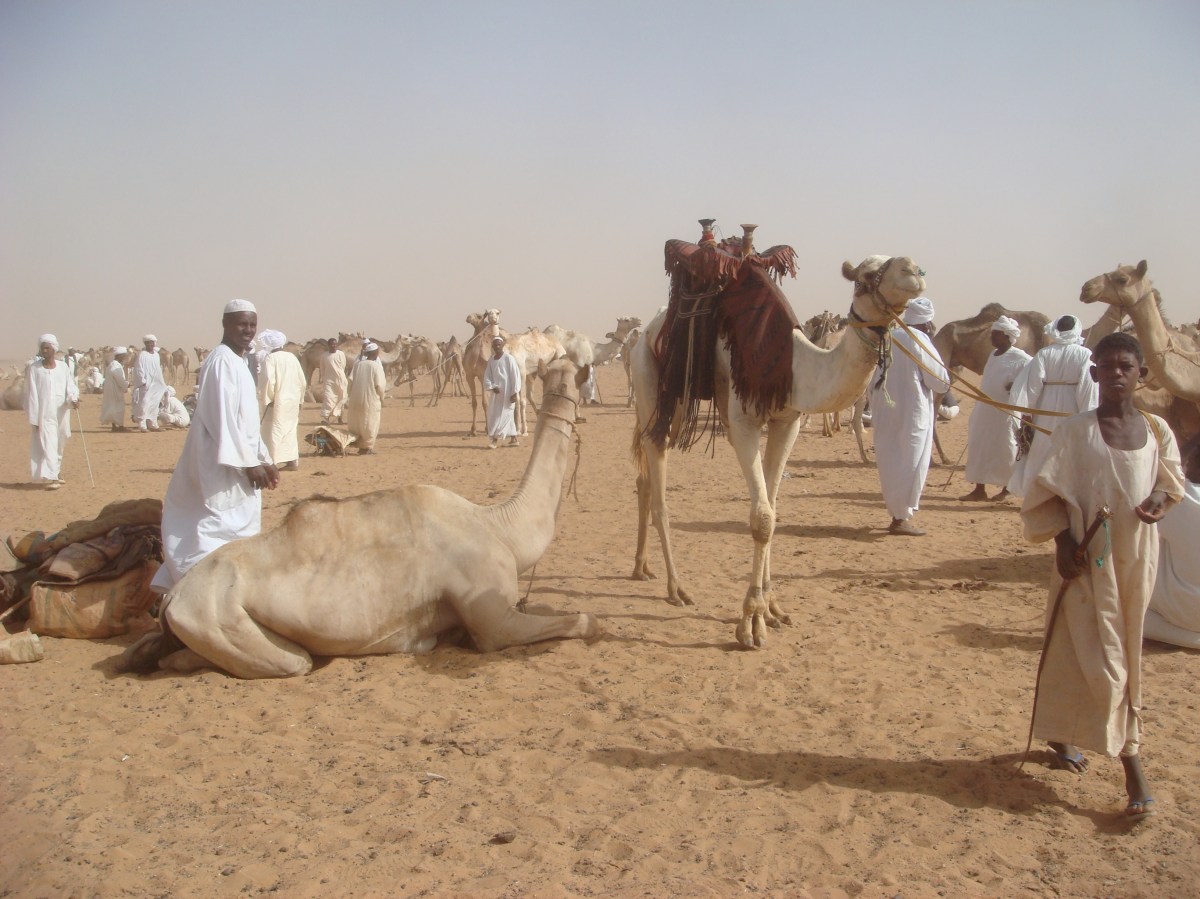 camel-market-sudan