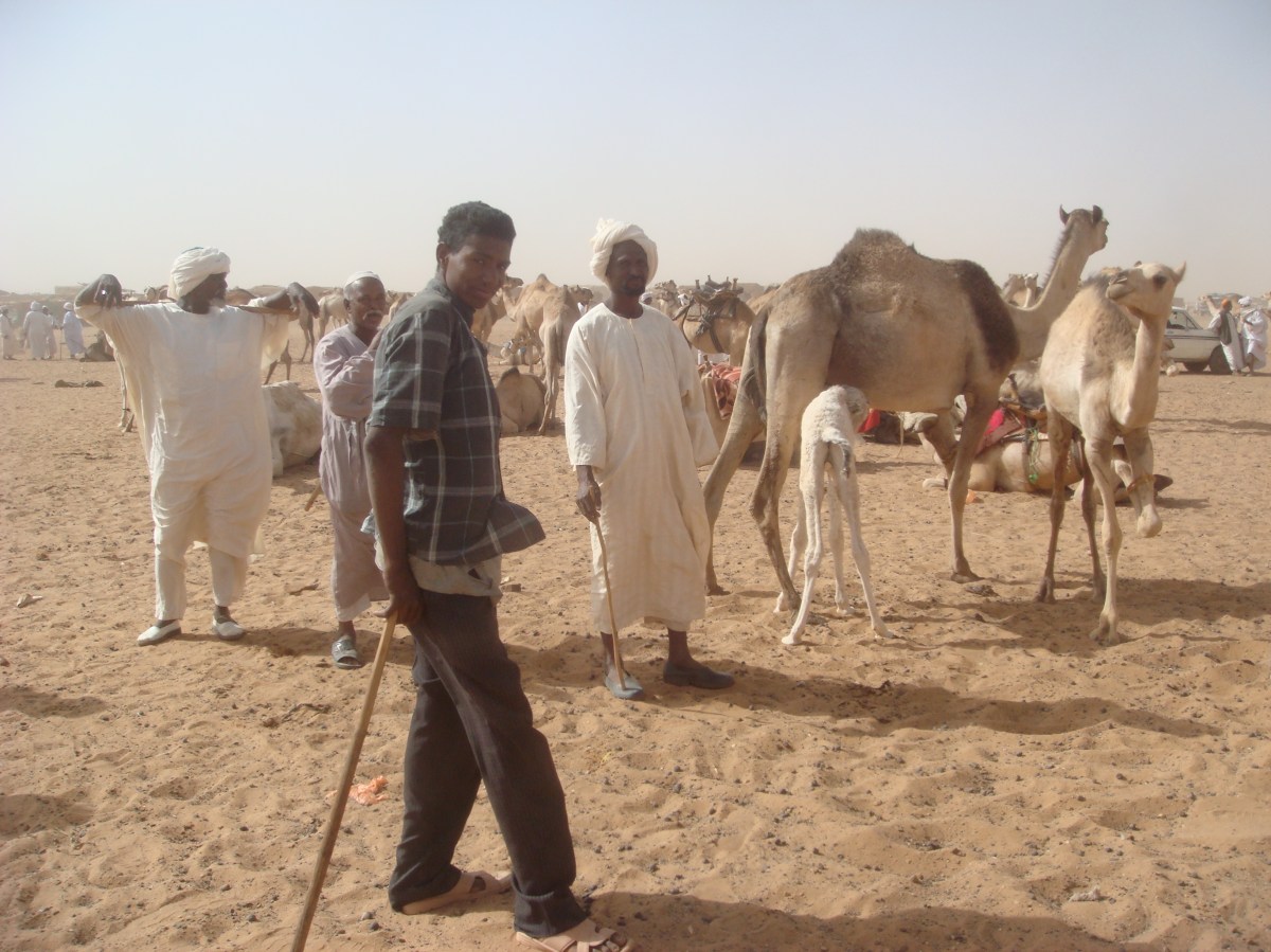 camel-market
