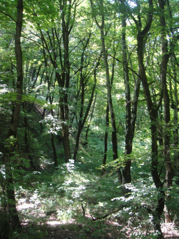 nagorno-karabakh forest