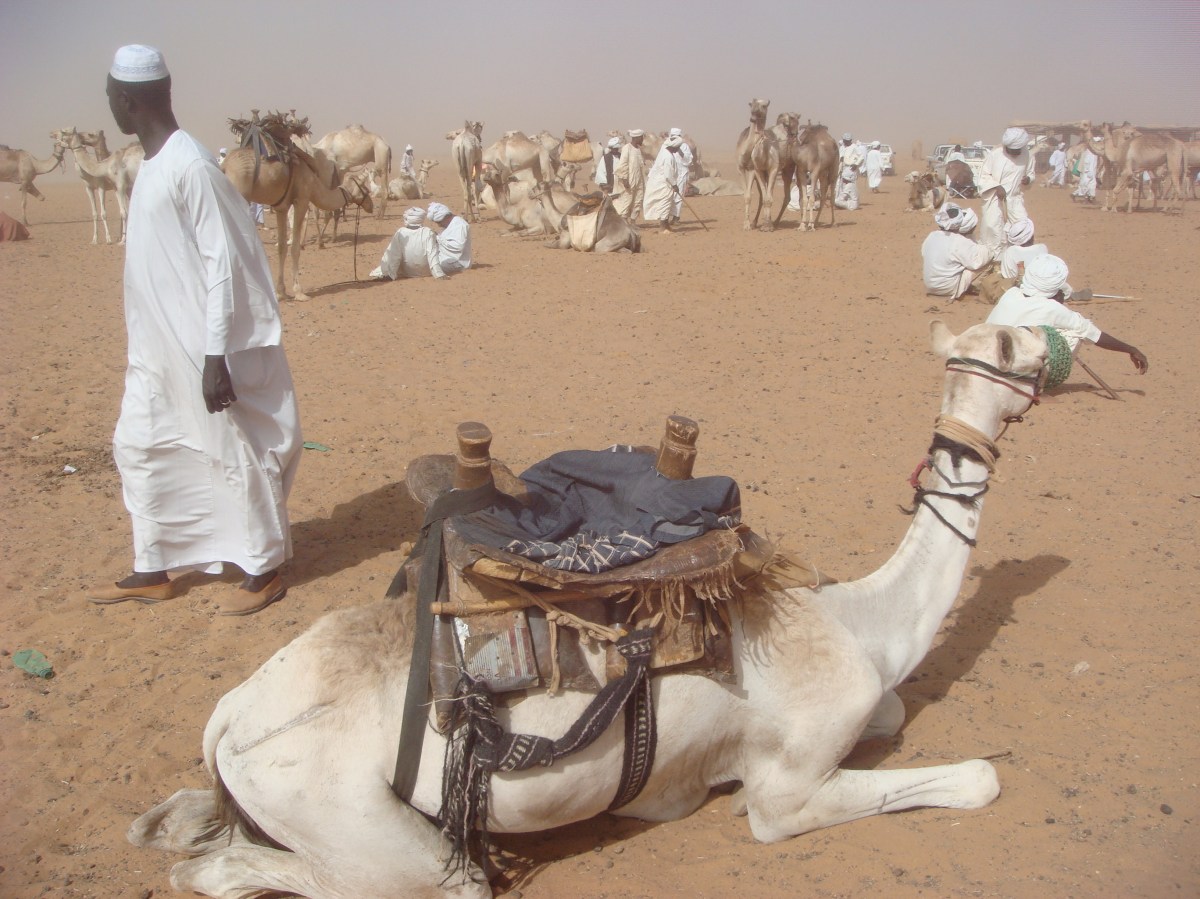 omdurman-camel-market