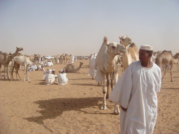 omdurman-camel-market
