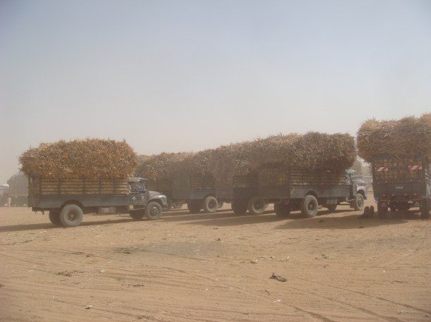 omdurman-camel-market