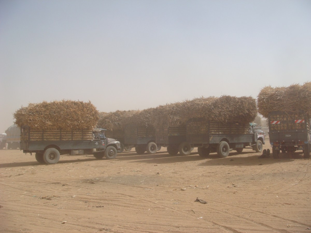 omdurman-camel-market