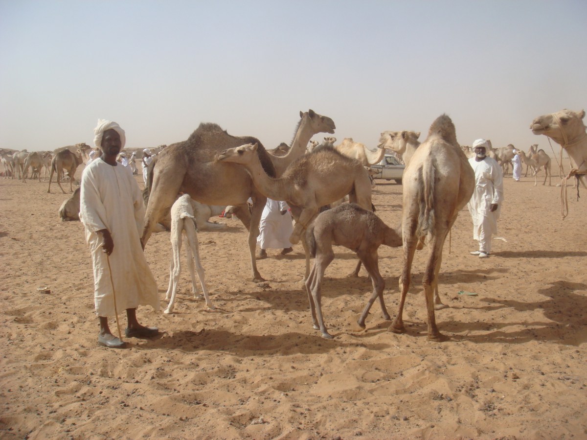 omdurman-camel-market