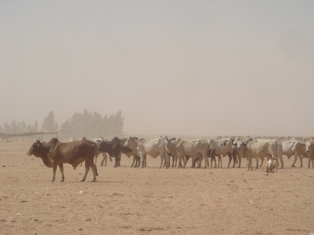 omdurman-cattle-market