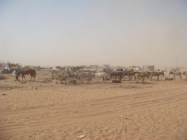 omdurman-livestock-market