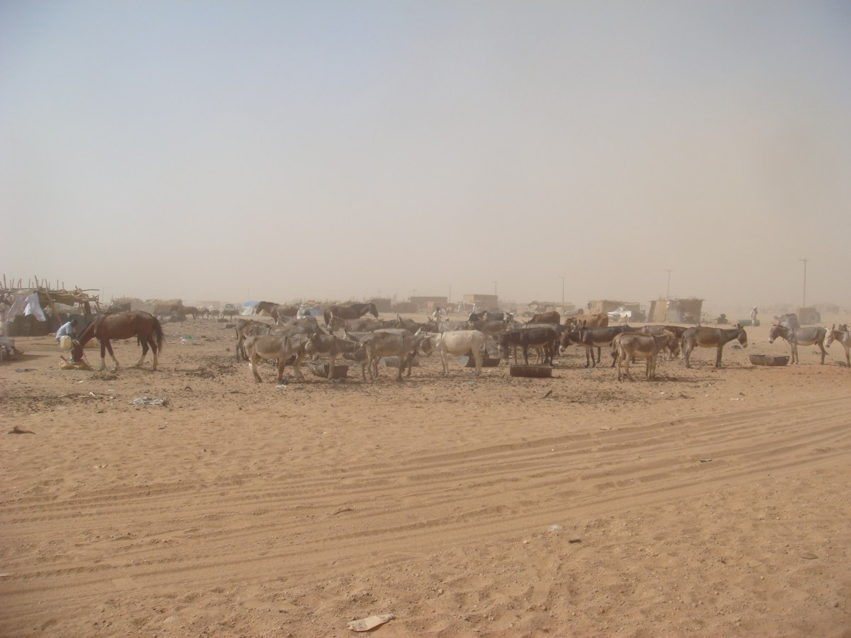 omdurman-livestock-market