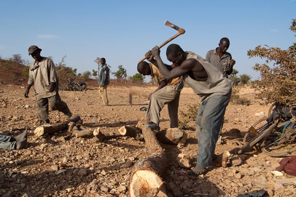 Trees are cut down to line the tunnels of the mines