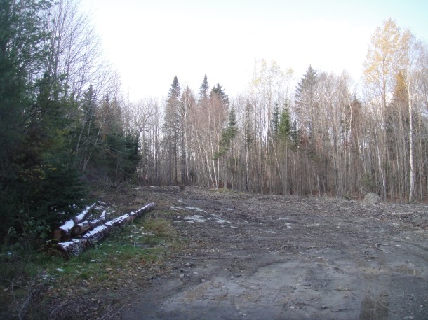 logged area the golden road