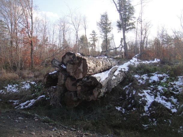 logging operations the golden road