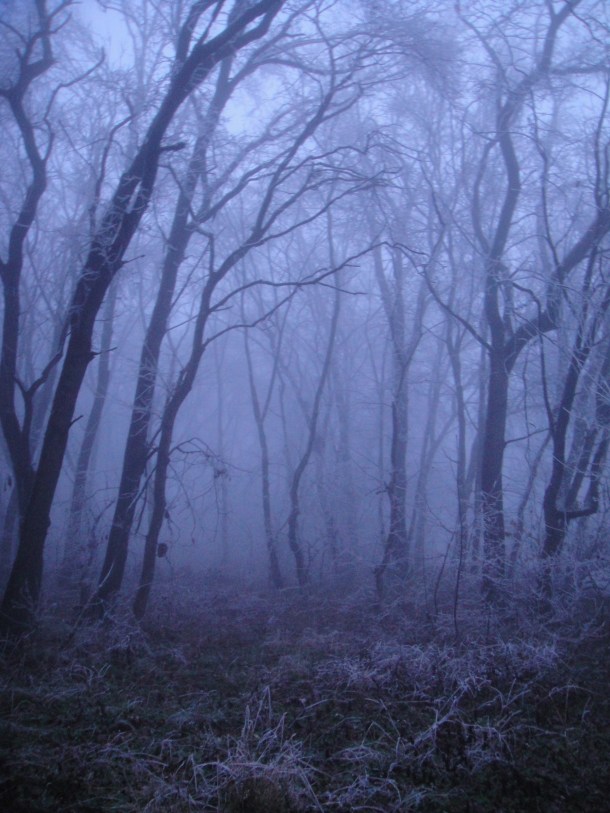 forest in mist romania