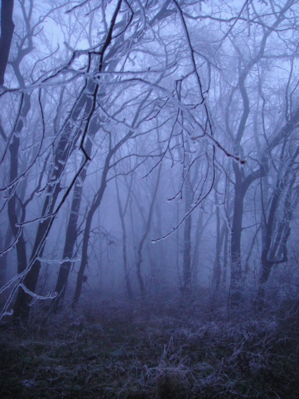 romania frozen forest