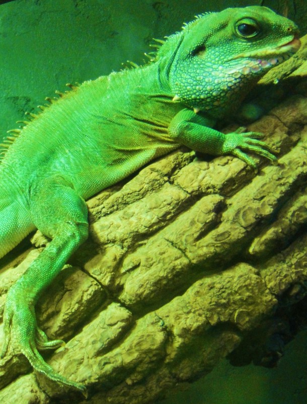 chinese water dragon