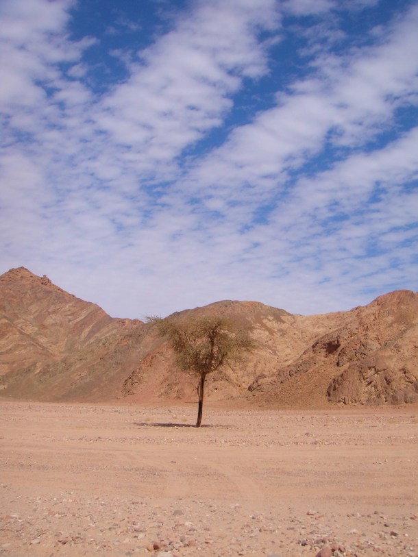 beautiful sinai desert